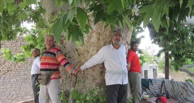 چنار تاریخی روستای باجگان- عکس چنار تاریخی روستای باجگان جاذبه های گردشگری بافق یزد