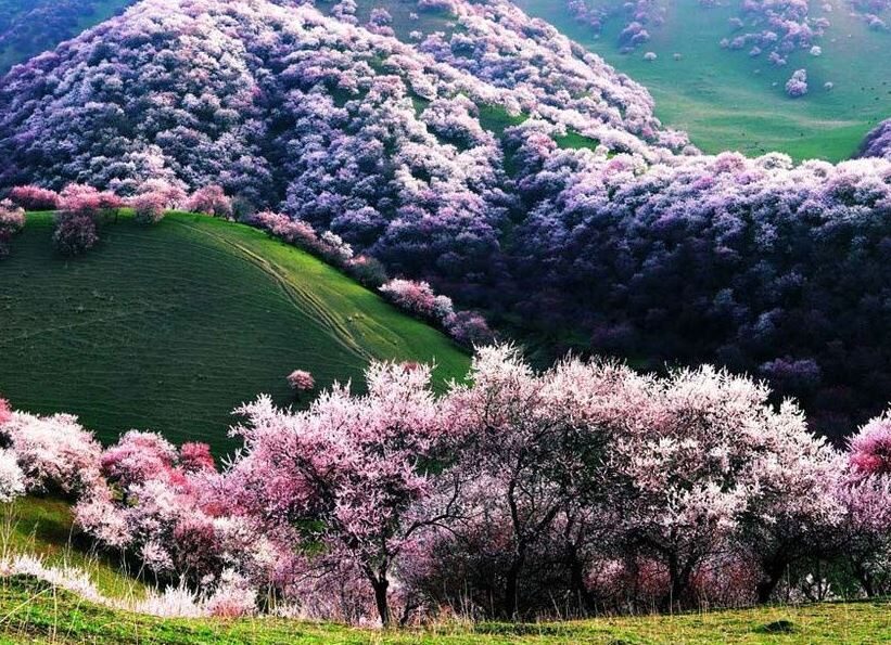 دره زردآلو در چین