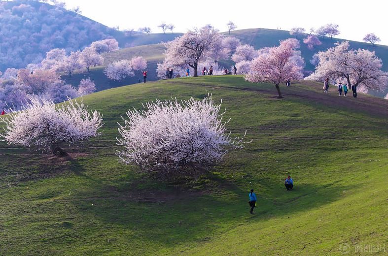 شکوفه های زردآلو در چین