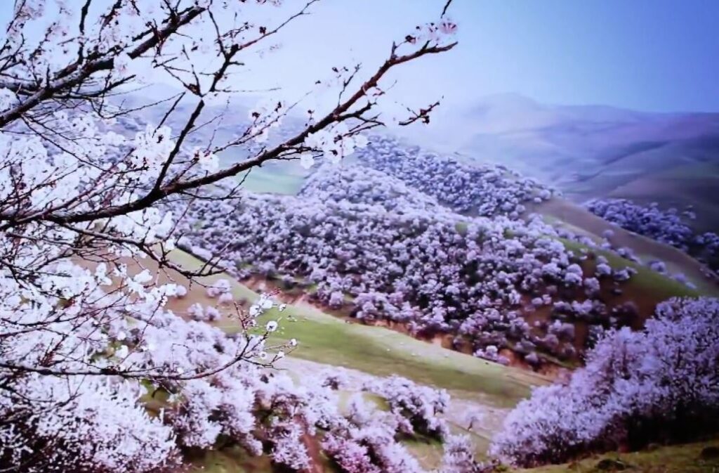دره زردآلو در چین