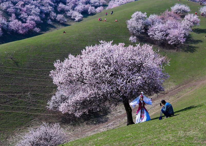 دره زردآلو در چین