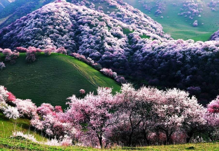 شکوفه های زردآلو در چین