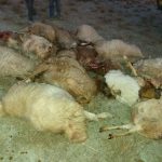 حمله گرگ‌های گرسنه به گله گوسفند در شیروان+عکس - حوادث