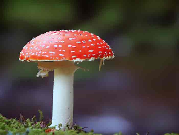موادغذایی معجزه‌گر