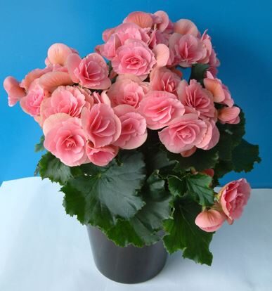 معرفی گیاه بگونیا