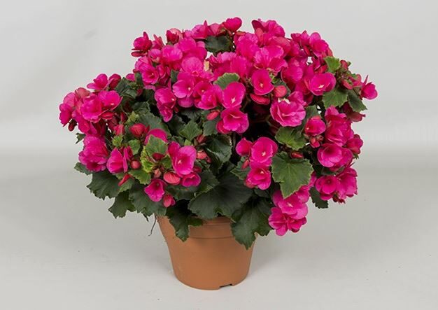 نحوه کاشت بگونیا