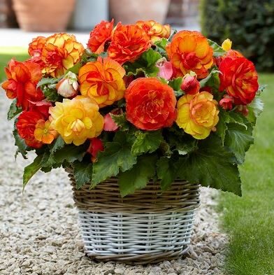 دما مناسب گیاه بگونیا