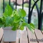 پاکسازی هوای خانه با مواد غیر شیمیایی