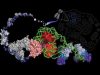 راز پنهان جاودانگی آنزیم تلومراز و آرزوی بشر برای عمر طولانی‌تر - فناوری