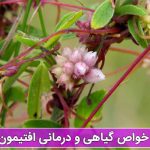 خاصیت گیاه افتیمون چیست