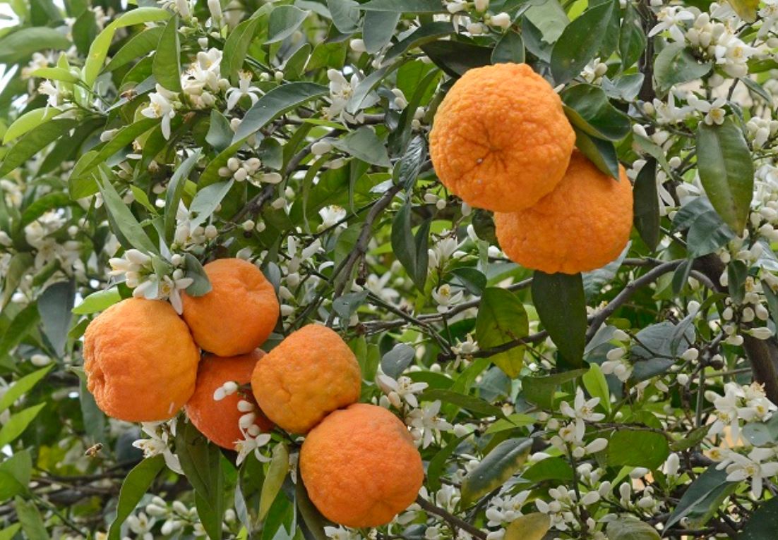 تعبیر خواب نارنج