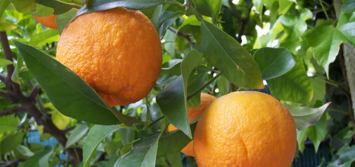 تعبیر خواب نارنج