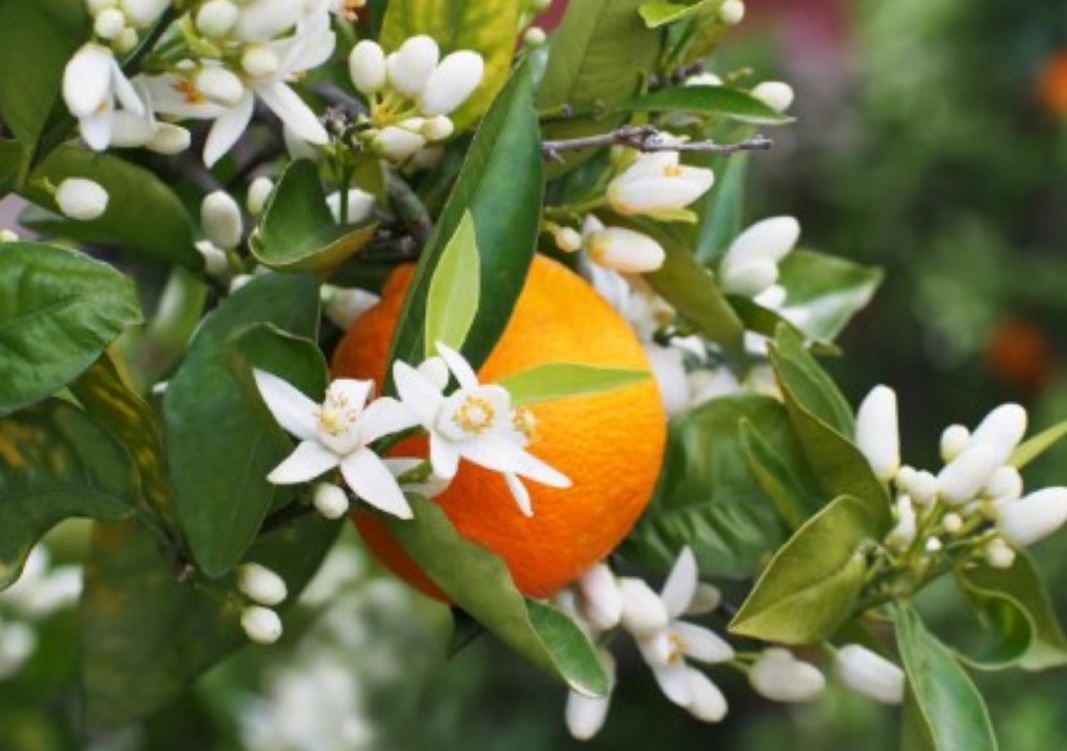 تعبیر خواب نارنج