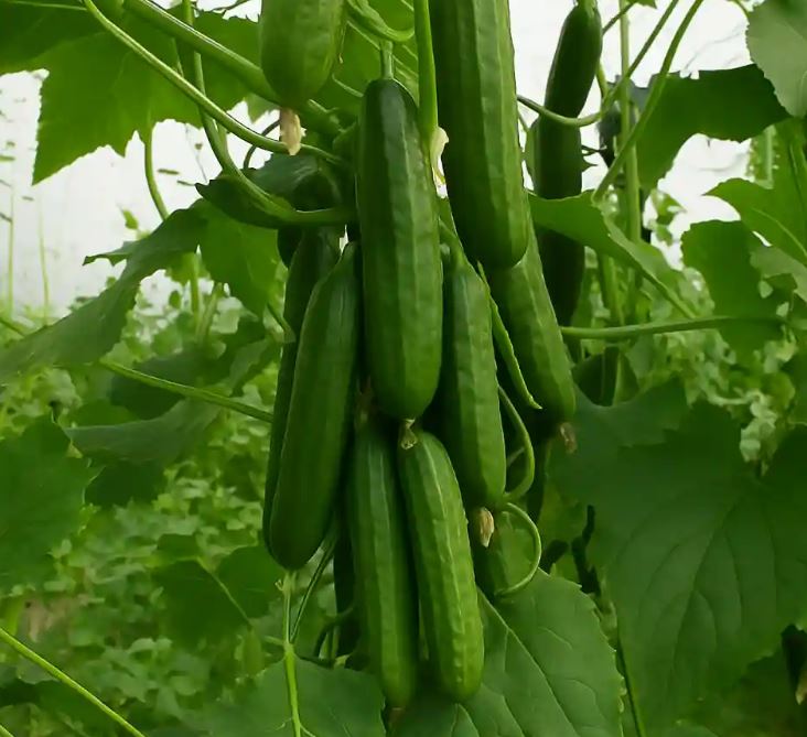 تعبیر خواب خیار چیست