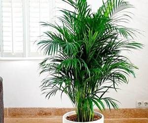 معرفی، نگهداری و تکثیر گیاه نخل اریکا