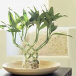 مراقبت از گیاه بامبو