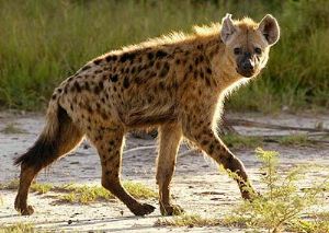تعبیر خواب کفتار