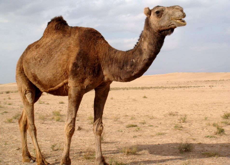 تعبیر خواب شتر تعبیر خواب شتر