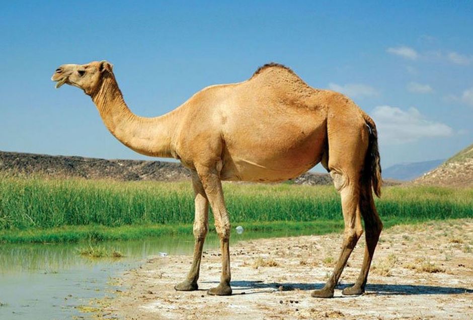 تعبیر خواب شتر تعبیر خواب شتر