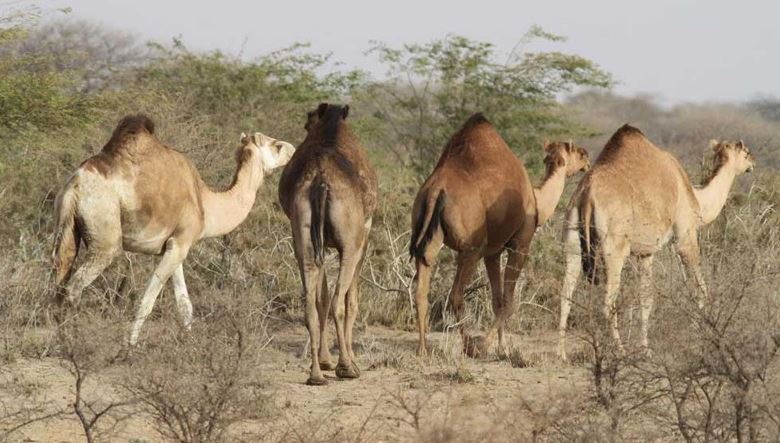 تعبیر خواب شتر تعبیر خواب شتر