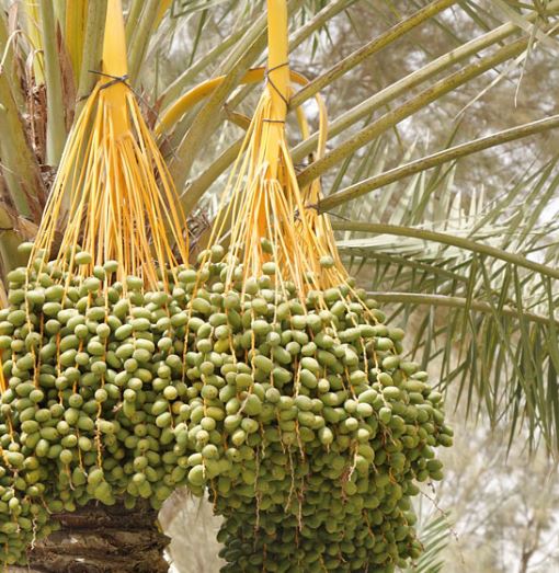 تعبیر خواب درخت نخل و خرما تعبیر خواب درخت نخل و خرما