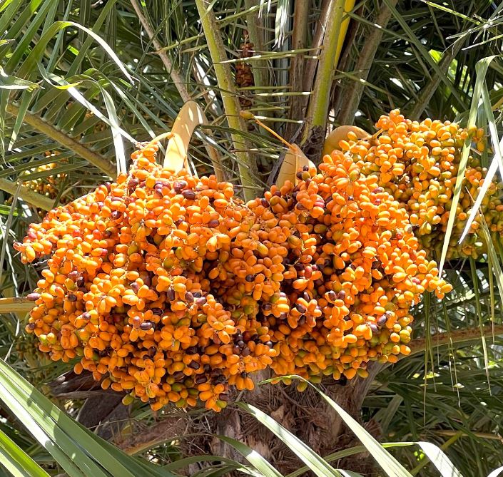 تعبیر خواب خرما در خواب تعبیر خواب خرما در خواب