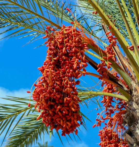 تعبیر خواب درخت نخل تعبیر خواب درخت نخل