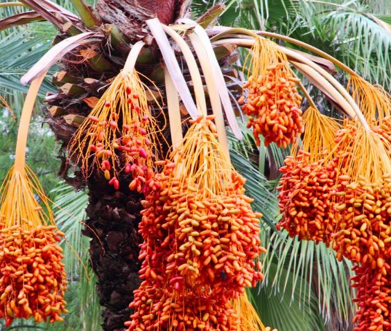 تعبیر خواب خرما در خواب تعبیر خواب خرما در خواب