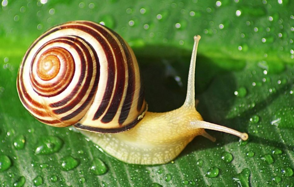 تعبیر خواب حلزون