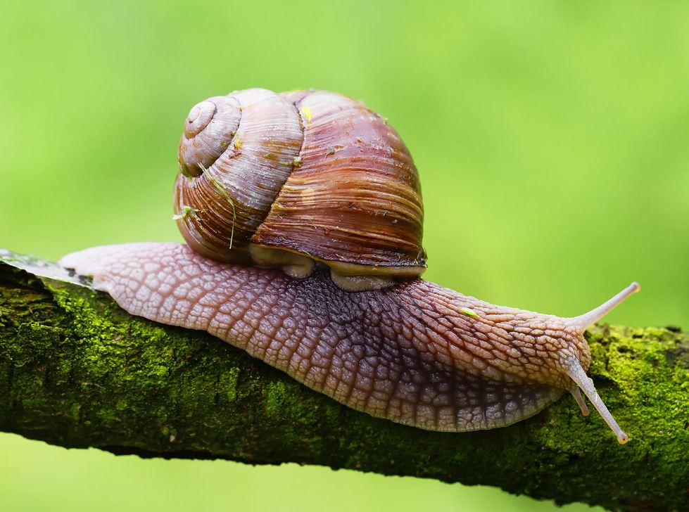 تعبیر خواب حلزون