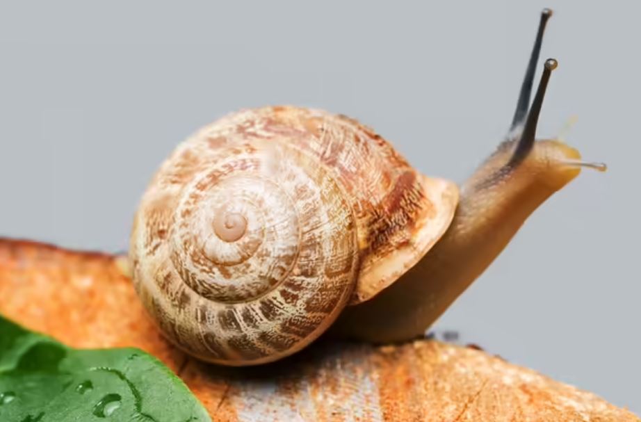تعبیر خواب حلزون