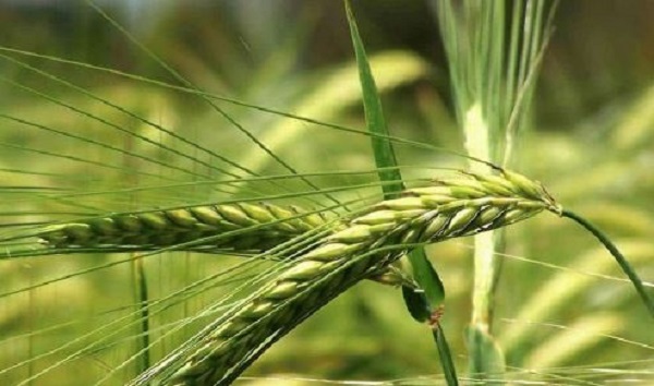 تعبیر خواب گندم