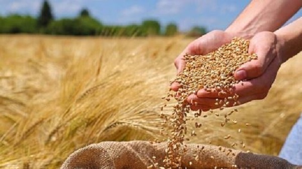 تعبیر خواب گندم
