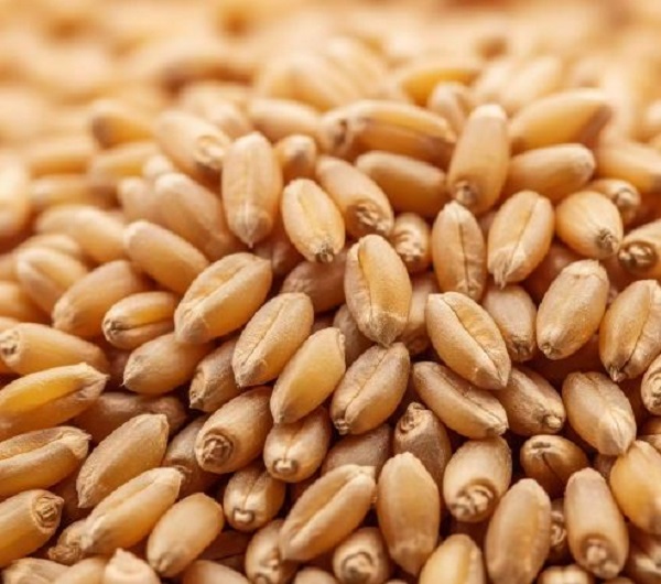 تعبیر خواب گندم