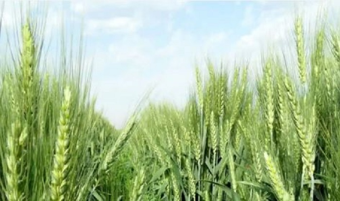 تعبیر خواب گندم