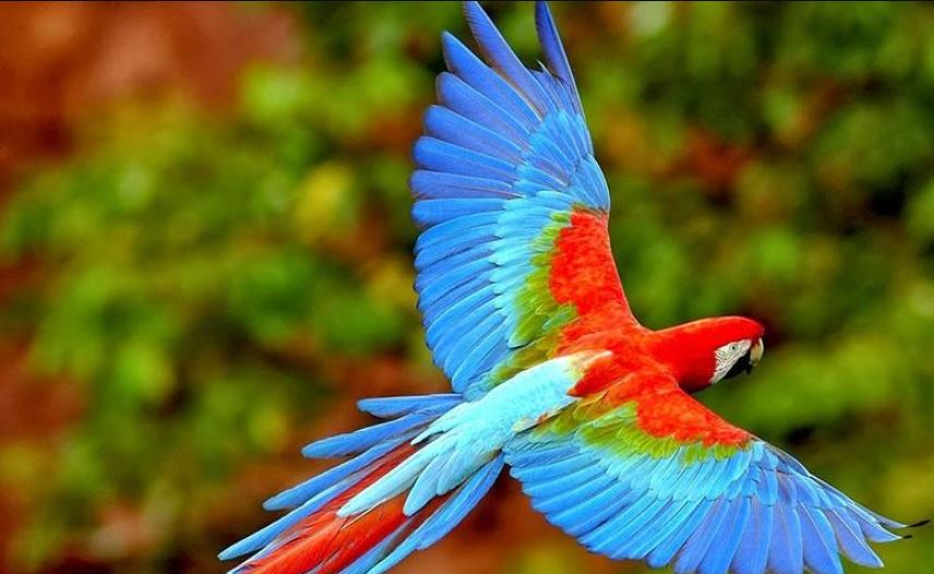 تعبیر خواب طوطی از نظر بزرگان تعبیر خواب طوطی از نظر بزرگان