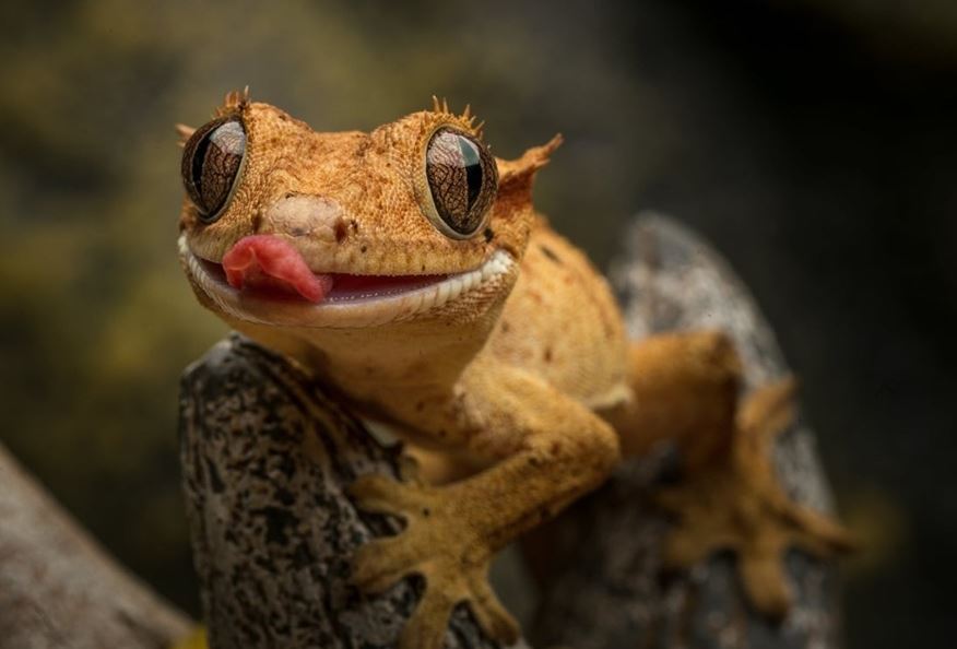 تعبیر خواب مارمولک تعبیر خواب مارمولک