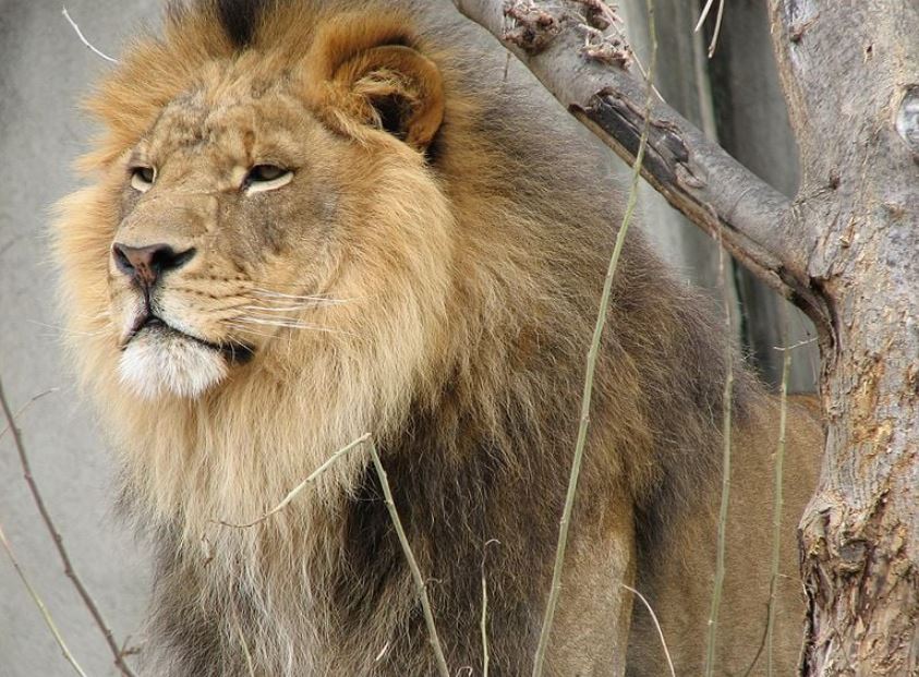تعبیر خواب شیر