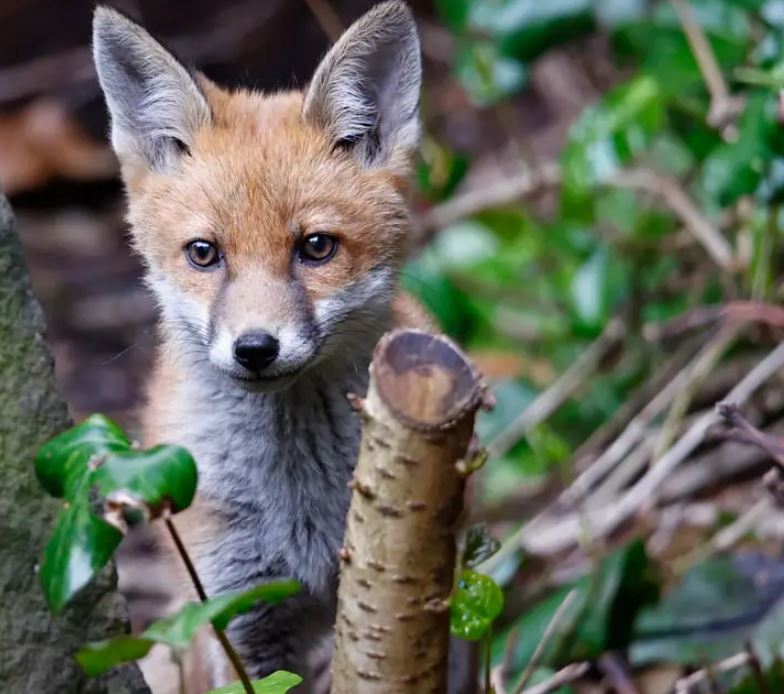 تعبیر خواب روباه