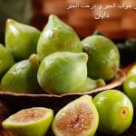 تعبیر خواب انجیر و درخت انجیر