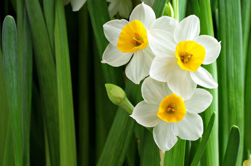 تعبیر خواب گل نرگس