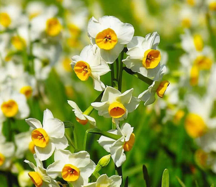 تعبیر خواب گل نرگس