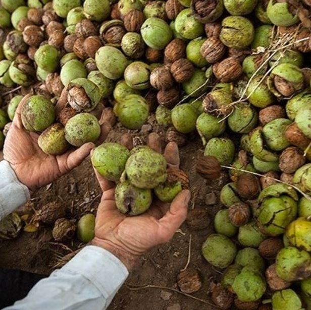 تعبیر خواب گردو تعبیر خواب گردو