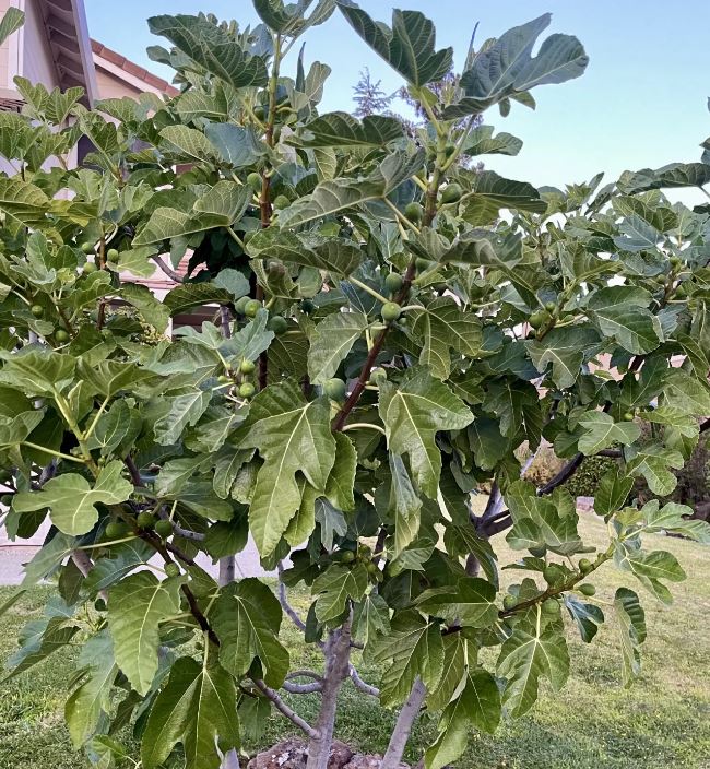 تعبیر خواب انجیر و درخت انجیر تعبیر خواب انجیر و درخت انجیر