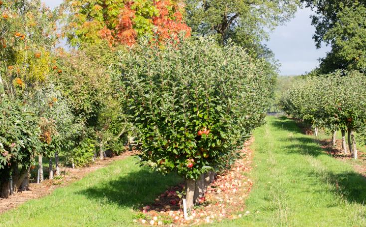 خواب باغ میوه
