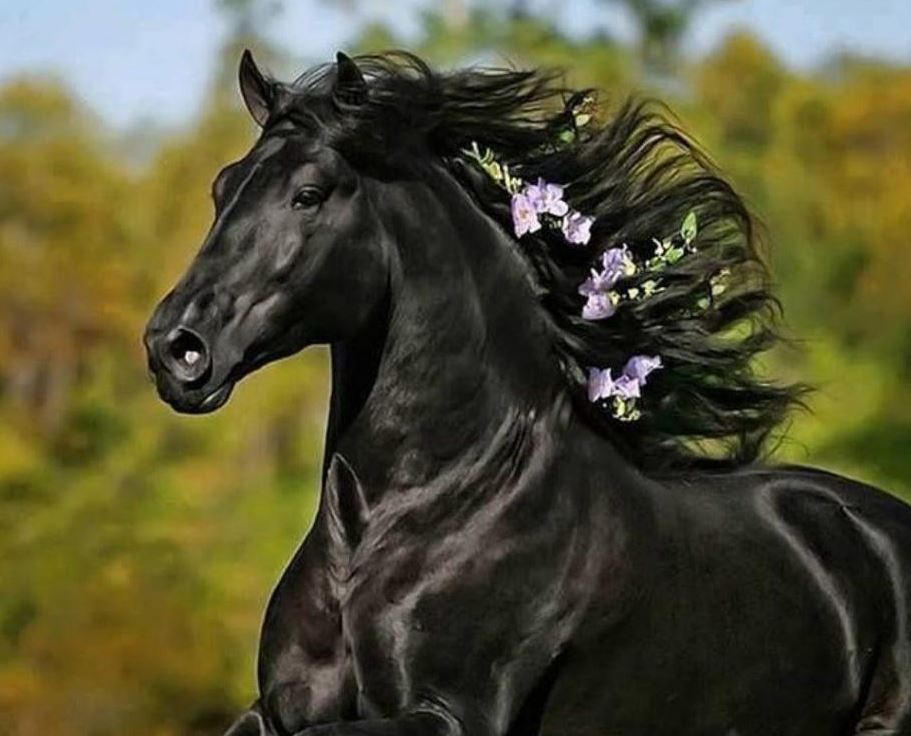 تعبیر خواب سوار شدن بر اسب سیاه