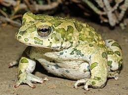  تعبیر خواب وزغ