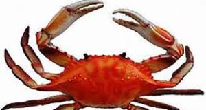 تعبیر خواب خرچنگ تعبیر خواب خرچنگ