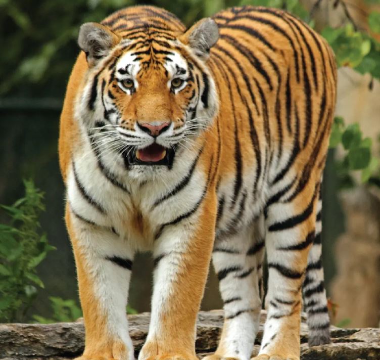 تعبیر خواب ببر