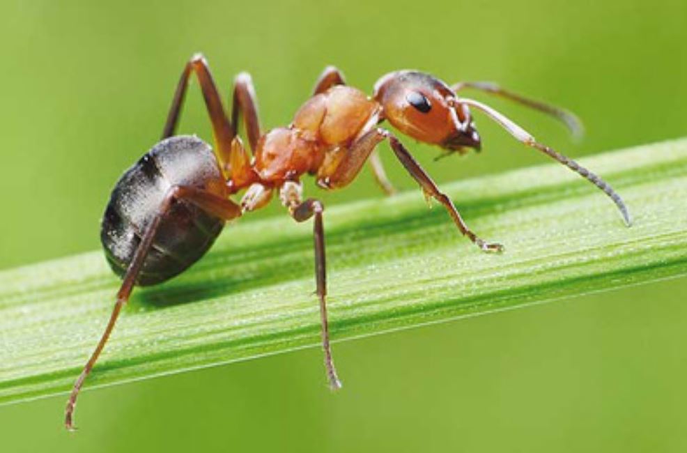 تعبیر خواب مورچه تعبیر خواب مورچه